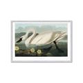 Picture of Vintage Floating White Swan _GroupedProduct_Rectangle_Landscape_Framed_Matted_