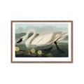 Picture of Vintage Floating White Swan _GroupedProduct_Rectangle_Landscape_Framed_Matted_