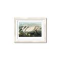 Picture of Vintage Floating White Swan _GroupedProduct_Rectangle_Landscape_Framed_Matted_