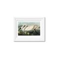 Picture of Vintage Floating White Swan _GroupedProduct_Rectangle_Landscape_Framed_Matted_