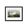 Picture of Vintage Floating White Swan _GroupedProduct_Rectangle_Landscape_Framed_Matted_