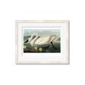 Picture of Vintage Floating White Swan _GroupedProduct_Rectangle_Landscape_Framed_Matted_