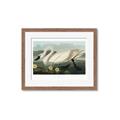 Picture of Vintage Floating White Swan _GroupedProduct_Rectangle_Landscape_Framed_Matted_