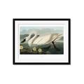 Picture of Vintage Floating White Swan _GroupedProduct_Rectangle_Landscape_Framed_Matted_