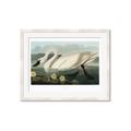Picture of Vintage Floating White Swan _GroupedProduct_Rectangle_Landscape_Framed_Matted_