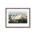 Picture of Vintage Floating White Swan _GroupedProduct_Rectangle_Landscape_Framed_Matted_
