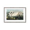 Picture of Vintage Floating White Swan _GroupedProduct_Rectangle_Landscape_Framed_Matted_