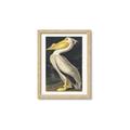 Picture of Vintage White Pelican _GroupedProduct_Rectangle_Portrait_Framed_Matted_