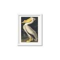 Picture of Vintage White Pelican _GroupedProduct_Rectangle_Portrait_Framed_Matted_