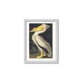 Picture of Vintage White Pelican _GroupedProduct_Rectangle_Portrait_Framed_Matted_