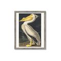 Picture of Vintage White Pelican _GroupedProduct_Rectangle_Portrait_Framed_Matted_