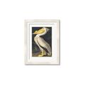 Picture of Vintage White Pelican _GroupedProduct_Rectangle_Portrait_Framed_Matted_