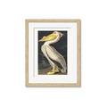 Picture of Vintage White Pelican _GroupedProduct_Rectangle_Portrait_Framed_Matted_