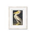 Picture of Vintage White Pelican _GroupedProduct_Rectangle_Portrait_Framed_Matted_