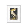 Picture of Vintage White Pelican _GroupedProduct_Rectangle_Portrait_Framed_Matted_