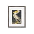 Picture of Vintage White Pelican _GroupedProduct_Rectangle_Portrait_Framed_Matted_