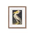 Picture of Vintage White Pelican _GroupedProduct_Rectangle_Portrait_Framed_Matted_