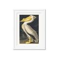 Picture of Vintage White Pelican _GroupedProduct_Rectangle_Portrait_Framed_Matted_