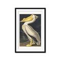 Picture of Vintage White Pelican _GroupedProduct_Rectangle_Portrait_Framed_Matted_