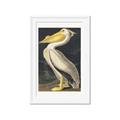 Picture of Vintage White Pelican _GroupedProduct_Rectangle_Portrait_Framed_Matted_