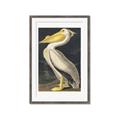 Picture of Vintage White Pelican _GroupedProduct_Rectangle_Portrait_Framed_Matted_