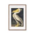 Picture of Vintage White Pelican _GroupedProduct_Rectangle_Portrait_Framed_Matted_