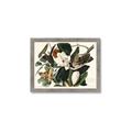 Picture of Black Billed Cuckoo Bird _GroupedProduct_Rectangle_Landscape_Framed_Matted_