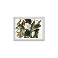 Picture of Black Billed Cuckoo Bird _GroupedProduct_Rectangle_Landscape_Framed_Matted_