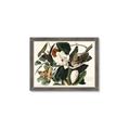 Picture of Black Billed Cuckoo Bird _GroupedProduct_Rectangle_Landscape_Framed_Matted_