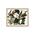 Picture of Black Billed Cuckoo Bird _GroupedProduct_Rectangle_Landscape_Framed_Matted_