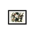 Picture of Black Billed Cuckoo Bird _GroupedProduct_Rectangle_Landscape_Framed_Matted_