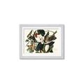 Picture of Black Billed Cuckoo Bird _GroupedProduct_Rectangle_Landscape_Framed_Matted_