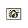 Picture of Black Billed Cuckoo Bird _GroupedProduct_Rectangle_Landscape_Framed_Matted_