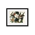 Picture of Black Billed Cuckoo Bird _GroupedProduct_Rectangle_Landscape_Framed_Matted_