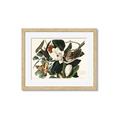 Picture of Black Billed Cuckoo Bird _GroupedProduct_Rectangle_Landscape_Framed_Matted_