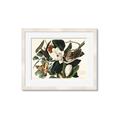 Picture of Black Billed Cuckoo Bird _GroupedProduct_Rectangle_Landscape_Framed_Matted_