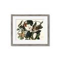 Picture of Black Billed Cuckoo Bird _GroupedProduct_Rectangle_Landscape_Framed_Matted_