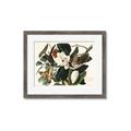 Picture of Black Billed Cuckoo Bird _GroupedProduct_Rectangle_Landscape_Framed_Matted_