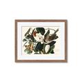 Picture of Black Billed Cuckoo Bird _GroupedProduct_Rectangle_Landscape_Framed_Matted_