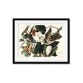 Picture of Black Billed Cuckoo Bird _GroupedProduct_Rectangle_Landscape_Framed_Matted_