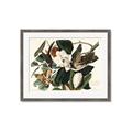 Picture of Black Billed Cuckoo Bird _GroupedProduct_Rectangle_Landscape_Framed_Matted_