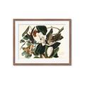 Picture of Black Billed Cuckoo Bird _GroupedProduct_Rectangle_Landscape_Framed_Matted_