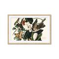 Picture of Black Billed Cuckoo Bird _GroupedProduct_Rectangle_Landscape_Framed_Matted_