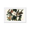 Picture of Black Billed Cuckoo Bird _GroupedProduct_Rectangle_Landscape_Framed_Matted_