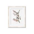 Picture of Vintage Tree Sparrow _GroupedProduct_Rectangle_Portrait_Framed_Matted_