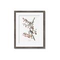 Picture of Vintage Tree Sparrow _GroupedProduct_Rectangle_Portrait_Framed_Matted_