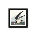 Picture of Black Skimmer From Birds of America (1827) _GroupedProduct_Square_Framed_Matted_
