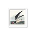 Picture of Black Skimmer From Birds of America (1827) _GroupedProduct_Square_Framed_Matted_