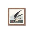 Picture of Black Skimmer From Birds of America (1827) _GroupedProduct_Square_Framed_Matted_