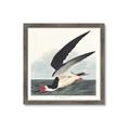 Picture of Black Skimmer From Birds of America (1827) _GroupedProduct_Square_Framed_Matted_